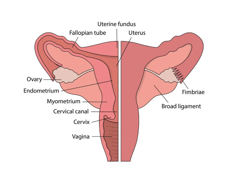 Female External Genital Organs - Women's Health Issues - Merck